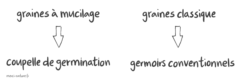 Différentes graines germées, germoir et coupelle de germination